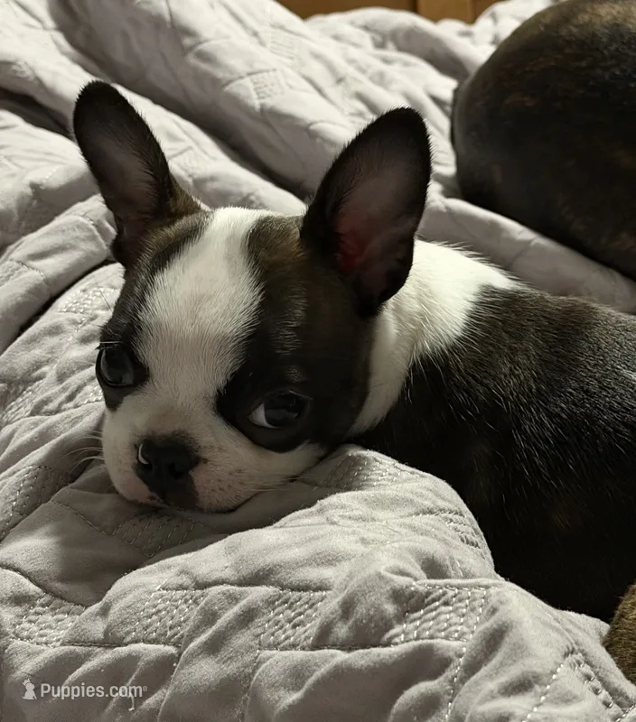 Jesse – Boston Terrier puppy for sale in Beverly Hills, FL