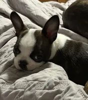 Jesse, a female Boston Terrier for sale in Beverly Hills, FL – 1 of 10