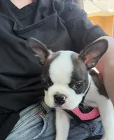 Jesse, a female Boston Terrier for sale in Beverly Hills, FL – 10 of 10