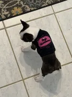 Jesse, a female Boston Terrier for sale in Beverly Hills, FL – 5 of 10