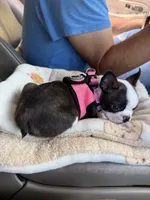 Jesse, a female Boston Terrier for sale in Beverly Hills, FL – 3 of 10