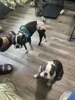 Jesse, a female Boston Terrier for sale in Beverly Hills, FL – 8 of 10