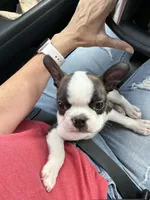Jesse, a female Boston Terrier for sale in Beverly Hills, FL – 9 of 10