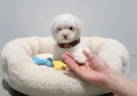 TEDDY, a male Maltipoo and Poodle - Toy  for sale in San Diego, CA – Photo 1 of 4