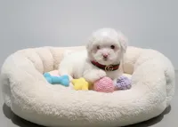 TEDDY, a male Maltipoo and Poodle - Toy  for sale in San Diego, CA – Photo 2 of 4