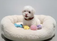 TEDDY, a male Maltipoo and Poodle - Toy  for sale in San Diego, CA – Photo 4 of 4