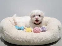 TEDDY, a male Maltipoo and Poodle - Toy  for sale in San Diego, CA – Photo 3 of 4