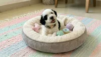 PANDA, a male Maltipoo and Poodle - Toy  for sale in San Diego, CA – 2 of 6
