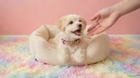 ANGEL, a female Maltipoo and Poodle - Toy  for sale in San Diego, CA – 2 of 5