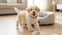 WOODY, a male Maltipoo and Poodle - Toy  for sale in San Diego, CA – 4 of 6