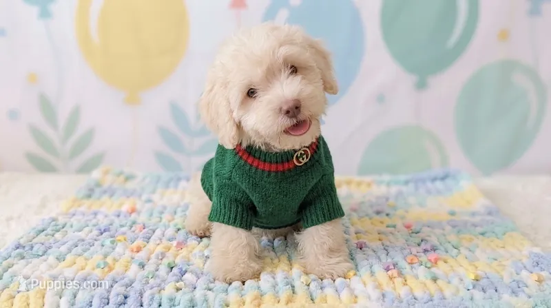 GUCCI – Maltipoo, Poodle - Toy  puppy for sale in San Diego, CA