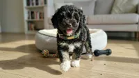 GUCCI, a male Maltipoo and Poodle - Toy  for sale in San Diego, CA – 4 of 5
