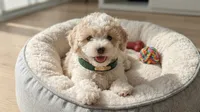 GUCCI, a male Maltipoo and Poodle - Toy  for sale in San Diego, CA – 1 of 6