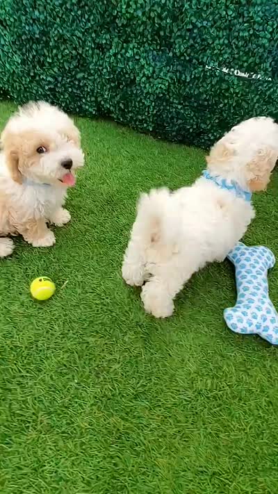 GUCCI, a male Maltipoo and Poodle - Toy  for sale in San Diego, CA – 6 of 6