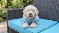 GUCCI, a male Maltipoo and Poodle - Toy  for sale in San Diego, CA – 1 of 5