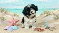 PANDA, a male Maltipoo and Poodle - Toy  for sale in San Diego, CA – 4 of 6