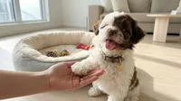 TEDDY, a male Maltipoo and Poodle - Toy  for sale in San Diego, CA – 2 of 5