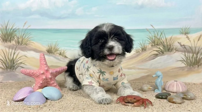 PANDA – Maltipoo, Poodle - Toy  puppy for sale in San Diego, CA