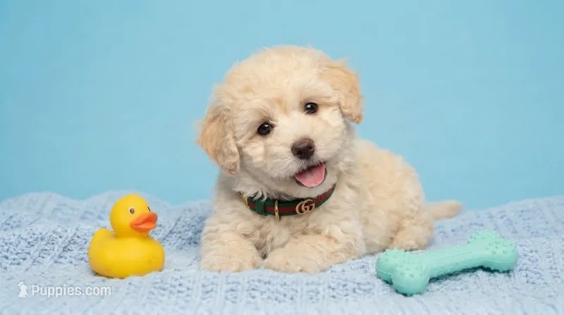 GUCCI – Maltipoo, Poodle - Toy  puppy for sale in San Diego, CA