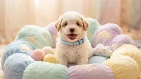WOODY, a male Maltipoo and Poodle - Toy  for sale in San Diego, CA – 2 of 5