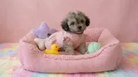 BABY, a female Maltipoo and Poodle - Toy  for sale in San Diego, CA – 2 of 7