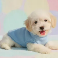 BUDDY, a male Maltipoo and Maltese for sale in San Diego, CA – Photo 3 of 6