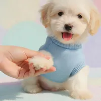 BUDDY, a male Maltipoo and Maltese for sale in San Diego, CA – Photo 5 of 6