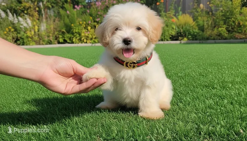 BUDDY – Maltipoo, Maltese puppy for sale in San Diego, CA