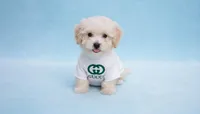 Gucci, a male Maltipoo for sale in San Diego, CA – Photo 1 of 5
