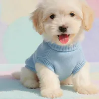 BUDDY, a male Maltipoo and Maltese for sale in San Diego, CA – Photo 2 of 6