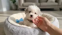 TEDDY, a male Maltipoo and Poodle - Toy  for sale in San Diego, CA – 3 of 6