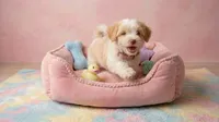 BABY, a female Maltipoo and Poodle - Toy  for sale in San Diego, CA – 4 of 5
