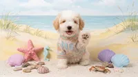 TEDDY, a male Maltipoo and Poodle - Toy  for sale in San Diego, CA – 4 of 6