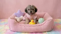BABY, a female Maltipoo and Poodle - Toy  for sale in San Diego, CA – 5 of 7