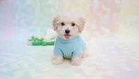 BUDDY, a male Maltipoo and Poodle - Toy  for sale in San Diego, CA – Photo 3 of 6