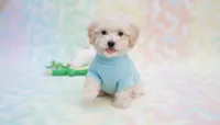BUDDY, a male Maltipoo and Poodle - Toy  for sale in San Diego, CA – Photo 2 of 6