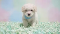 GUCCI, a male Maltipoo and Poodle - Toy  for sale in San Diego, CA – 5 of 5