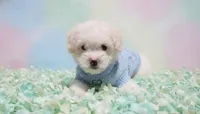 GUCCI, a male Maltipoo and Poodle - Toy  for sale in San Diego, CA – 1 of 5
