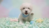 GUCCI, a male Maltipoo and Poodle - Toy  for sale in San Diego, CA – 2 of 5