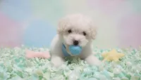 GUCCI, a male Maltipoo and Poodle - Toy  for sale in San Diego, CA – 4 of 5