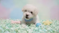 GUCCI, a male Maltipoo and Poodle - Toy  for sale in San Diego, CA – 3 of 5