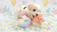 ANGEL, a female Maltipoo and Poodle - Toy  for sale in San Diego, CA – 5 of 7