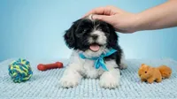 PANDA, a male Maltipoo and Poodle - Toy  for sale in San Diego, CA – 2 of 6