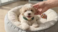 GUCCI, a male Maltipoo and Poodle - Toy  for sale in San Diego, CA – 4 of 6
