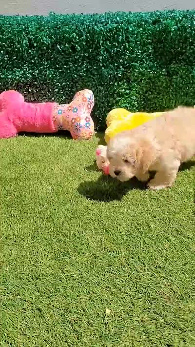 CHANEL, a female Maltipoo and Poodle - Toy  for sale in San Diego, CA – 7 of 7