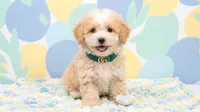 GUCCI, a male Maltipoo and Poodle - Toy  for sale in San Diego, CA – 4 of 6