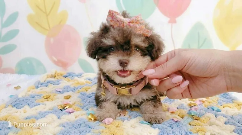 BABY – Maltipoo, Poodle - Toy  puppy for sale in San Diego, CA