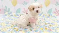 ANGEL, a female Maltipoo and Poodle - Toy  for sale in San Diego, CA – 4 of 7