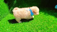 TEDDY, a male Maltipoo and Poodle - Toy  for sale in San Diego, CA – Photo 3 of 7
