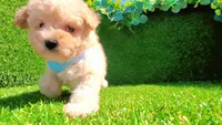 TEDDY, a male Maltipoo and Poodle - Toy  for sale in San Diego, CA – Photo 5 of 7
